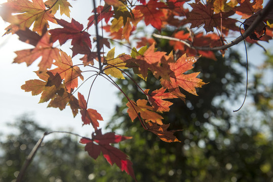 紅葉