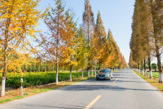 公路秋景