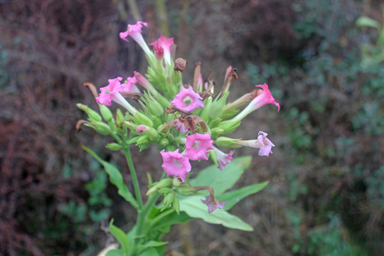 煙葉開花