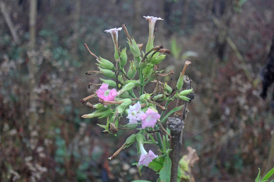煙葉開(kāi)花