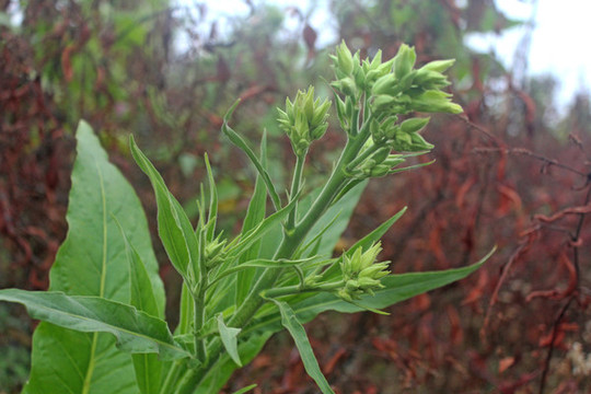 煙葉開花