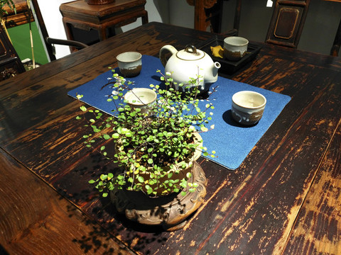茶韻綠植