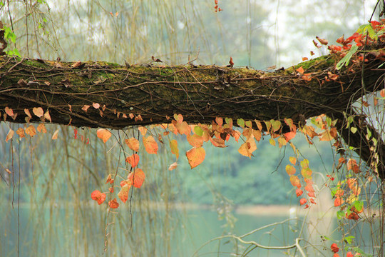紅葉掛樹上