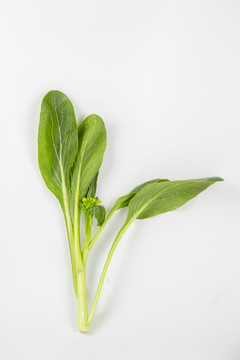 高清白底菜葉