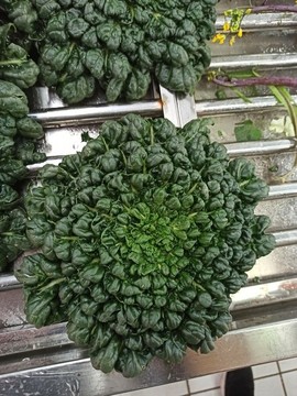 烏塌菜