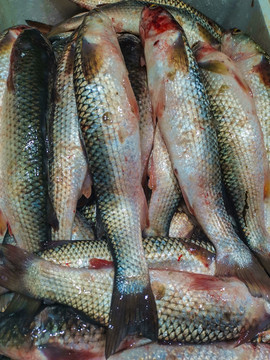 海雜魚