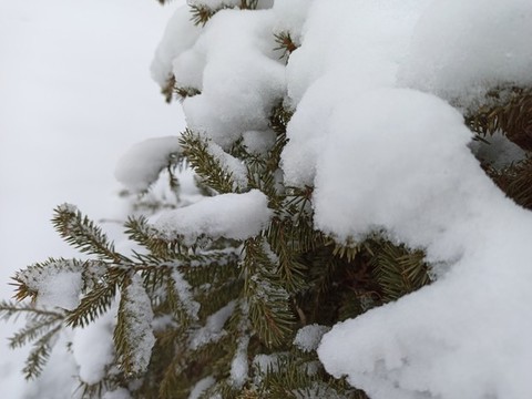 雪松