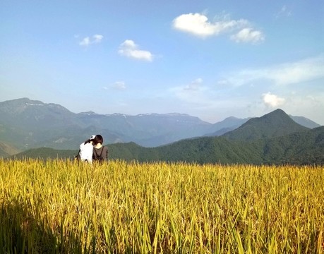 山區(qū)稻田