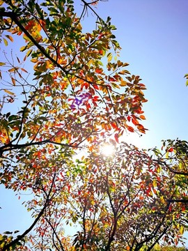 紅葉陽光