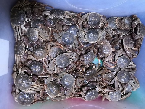 太湖大閘蟹
