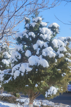 白雪