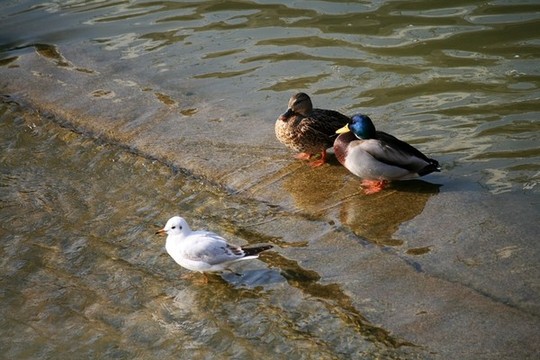 水鳥