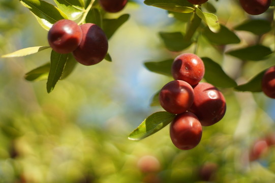 小紅棗
