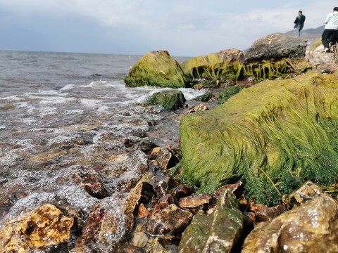 海邊青苔水藻石頭