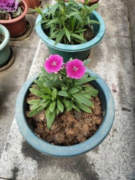 石竹