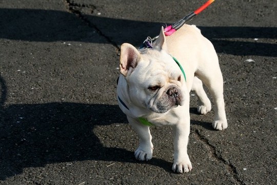法國斗牛犬