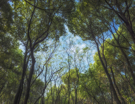 綠樹藍天