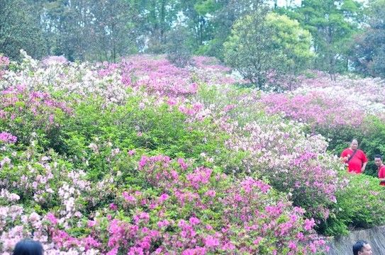 杜鵑花