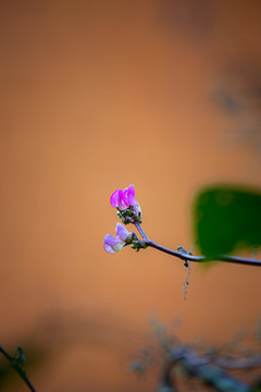 扁豆花