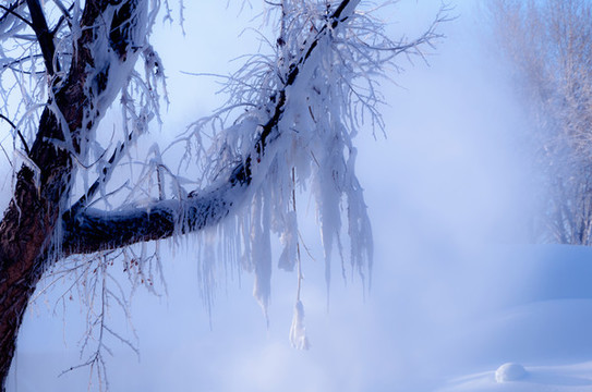 冰雪樹掛