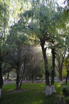 公園樹林