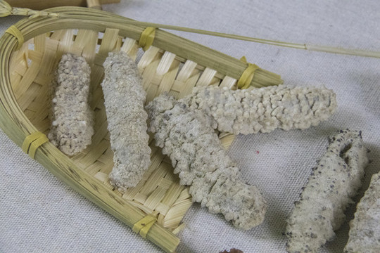 野生海參
