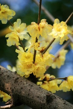 臘梅花
