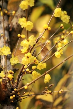 臘梅花