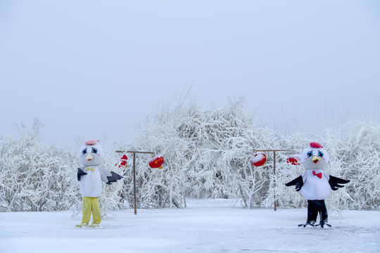 冰天雪地丹頂鶴