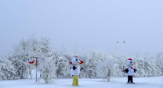 冰天雪地丹頂鶴