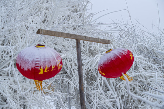 冰天雪地丹頂鶴