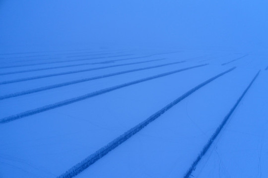 田野農(nóng)田防護(hù)林雪夜
