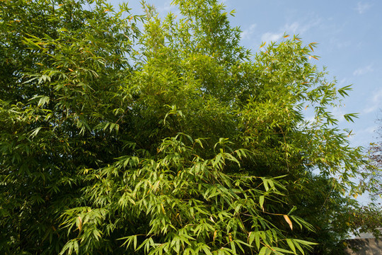 庭院綠化觀賞植物綠色的竹子