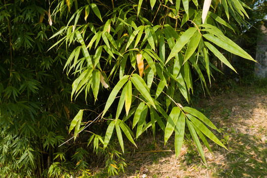 庭院綠化觀賞植物綠色的竹子