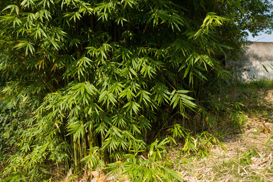 庭院綠化觀賞植物綠色的竹子