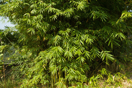 庭院綠化觀賞植物綠色的竹子