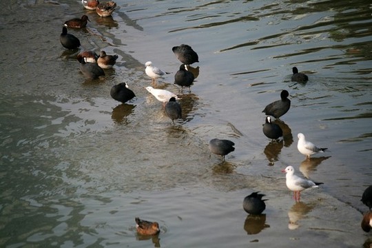冬天的水鳥