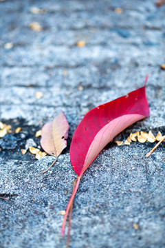紅葉烏桕