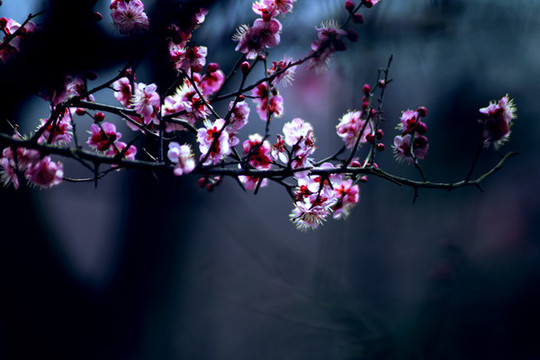 紅梅爭(zhēng)春