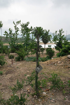 野棗樹