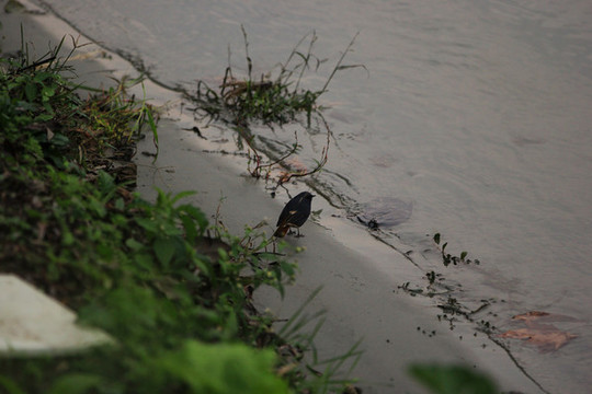 河邊水鳥
