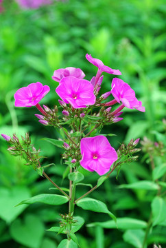 天藍(lán)繡球
