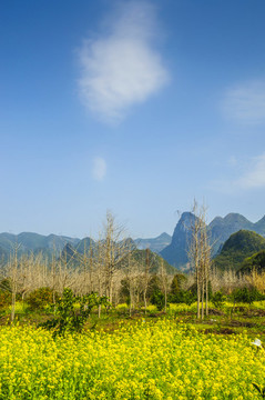 田園風(fēng)光