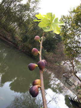 枝頭無(wú)花果