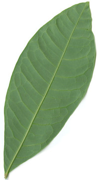 樹(shù)葉