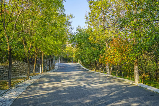 森林公路高清大圖