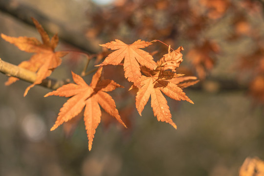 楓葉紅楓