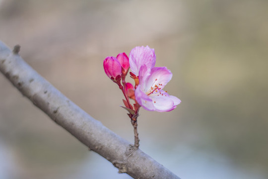 海棠花垂絲海棠
