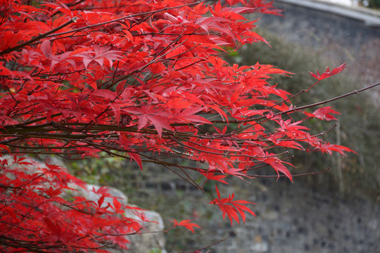 紅楓