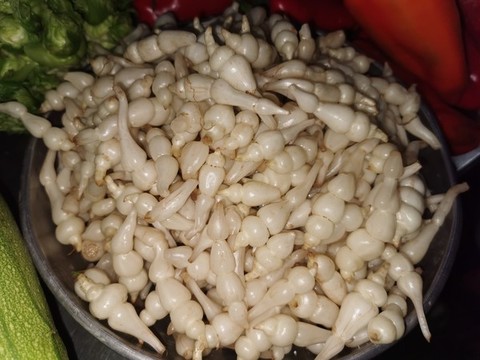 地牯牛